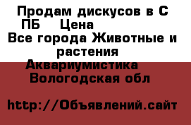 Продам дискусов в С-ПБ. › Цена ­ 3500-4500 - Все города Животные и растения » Аквариумистика   . Вологодская обл.